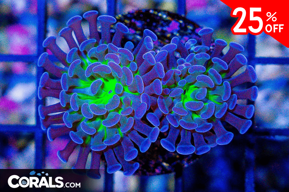 Untitled design(141).png