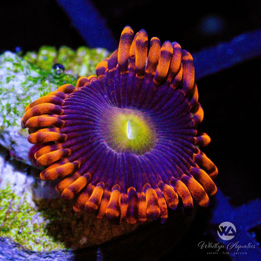 CoralAuction6_1f56672d-8e09-4913-addc-f1b5edb3403a.jpg
