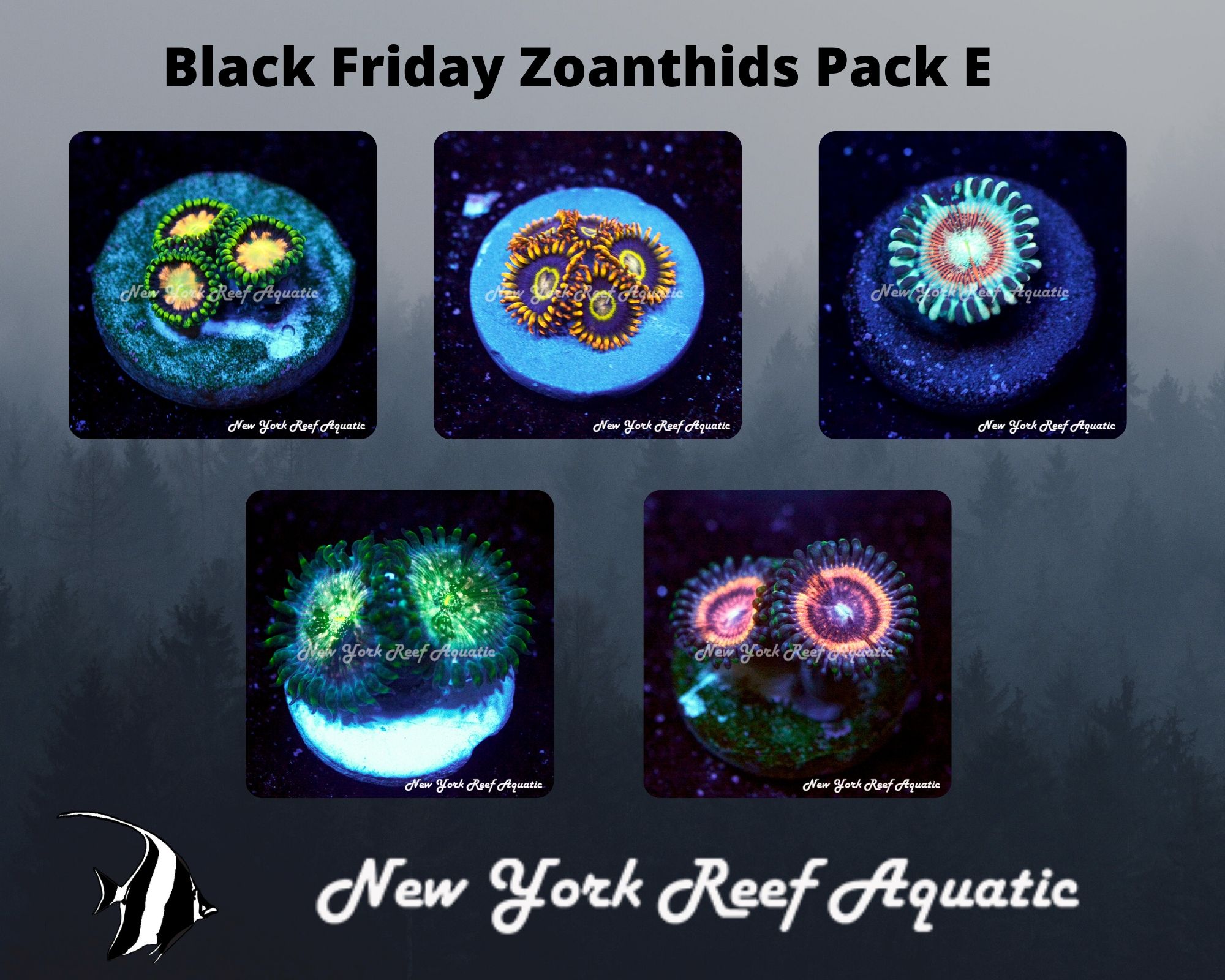 Zoanthids Pack E.jpg