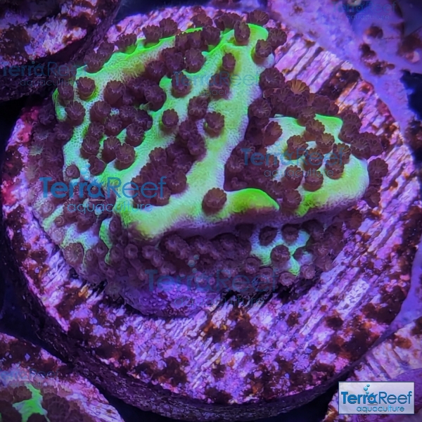 PXL_20240314_001109301-Montipora-Spongodes-Monti-SPS-Frag-Aquacultured.jpg PXL_20240314_001109301-Montipora-Spongodes-Monti-SPS-Frag-Aquacultured.jpg