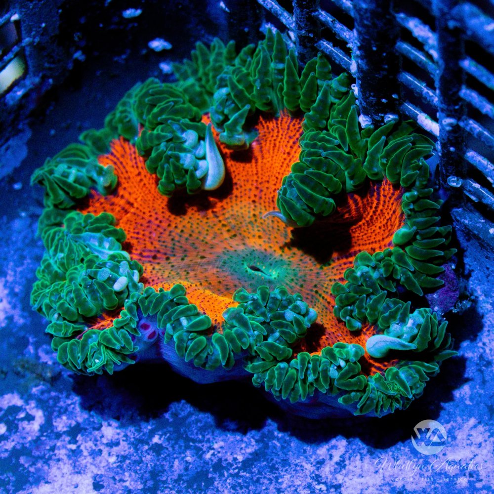 CoralAuction43_61318048-1b76-451b-8e28-89937faa1208.jpg CoralAuction43_61318048-1b76-451b-8e28-89937faa1208.jpg