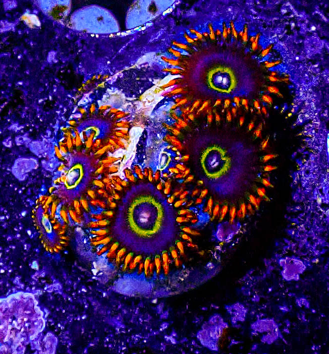 Rainbow Hornet Zoas -300.JPG