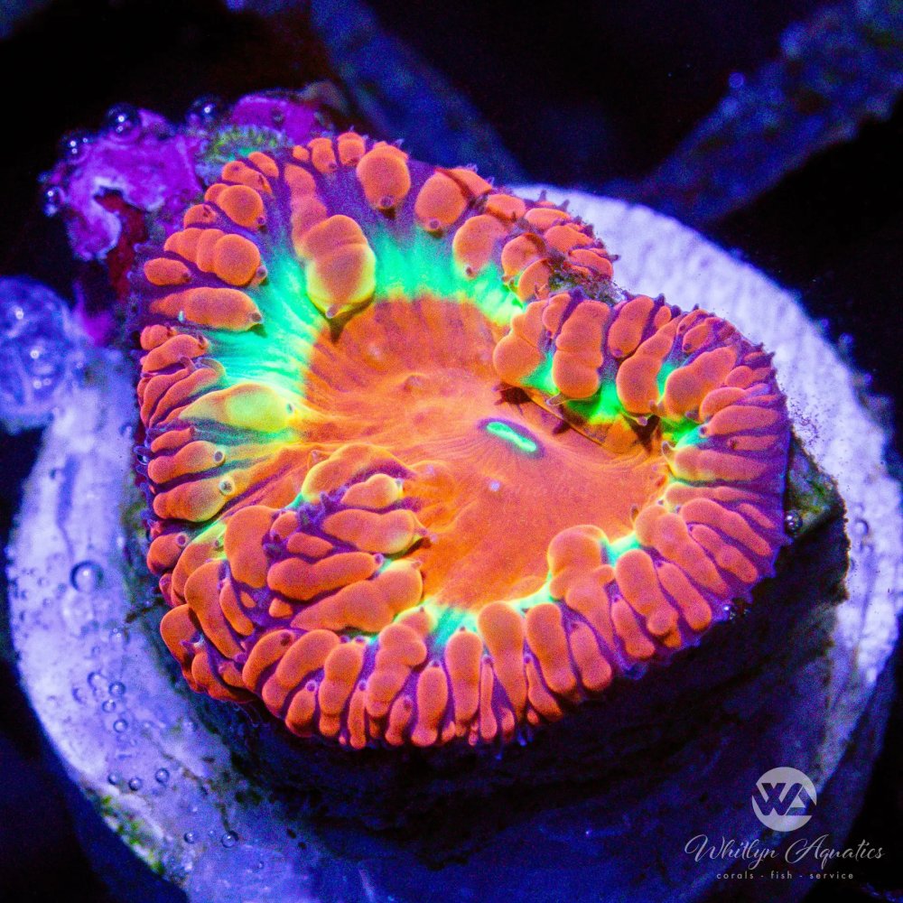 CoralAuction47_4fe4420f-5130-45cd-b813-1b7b6a083ab1.jpg CoralAuction47_4fe4420f-5130-45cd-b813-1b7b6a083ab1.jpg
