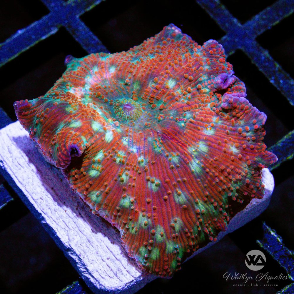 CoralAuction34_b205038f-2c77-49a9-a7e5-aeeb493369e9.jpg