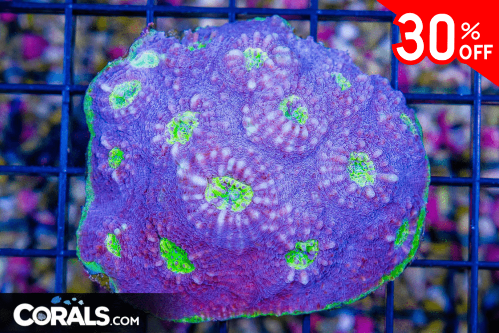 Untitled design(19).png