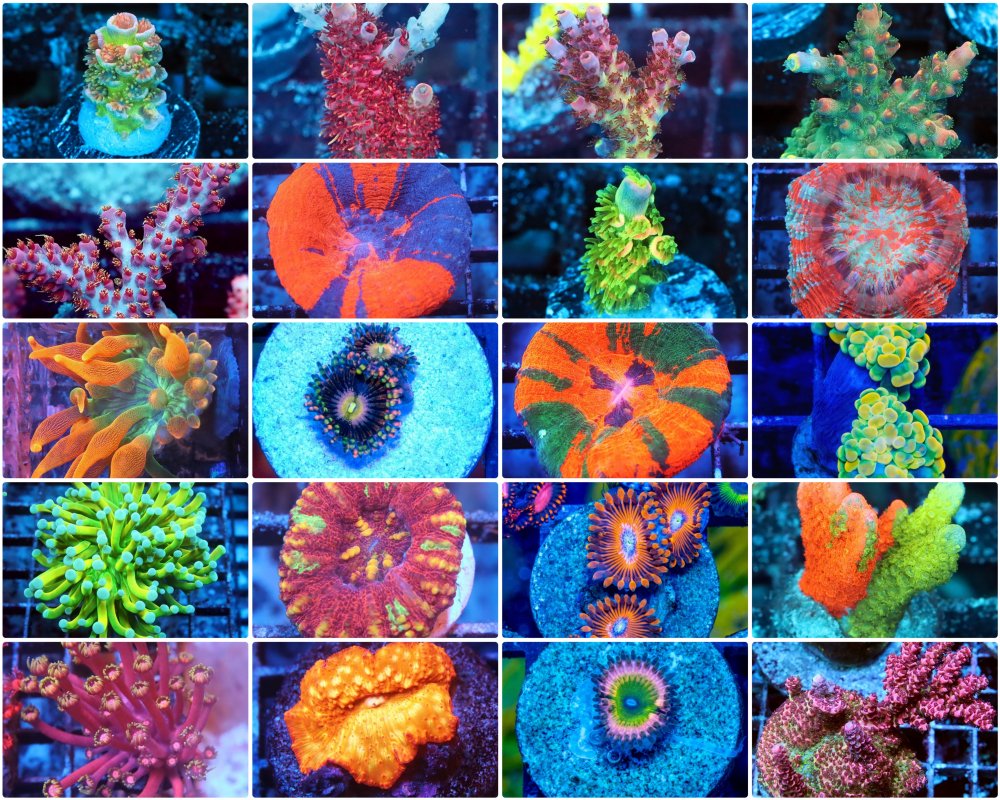 InCollage_20220914_220055154.jpg InCollage_20220914_220055154.jpg