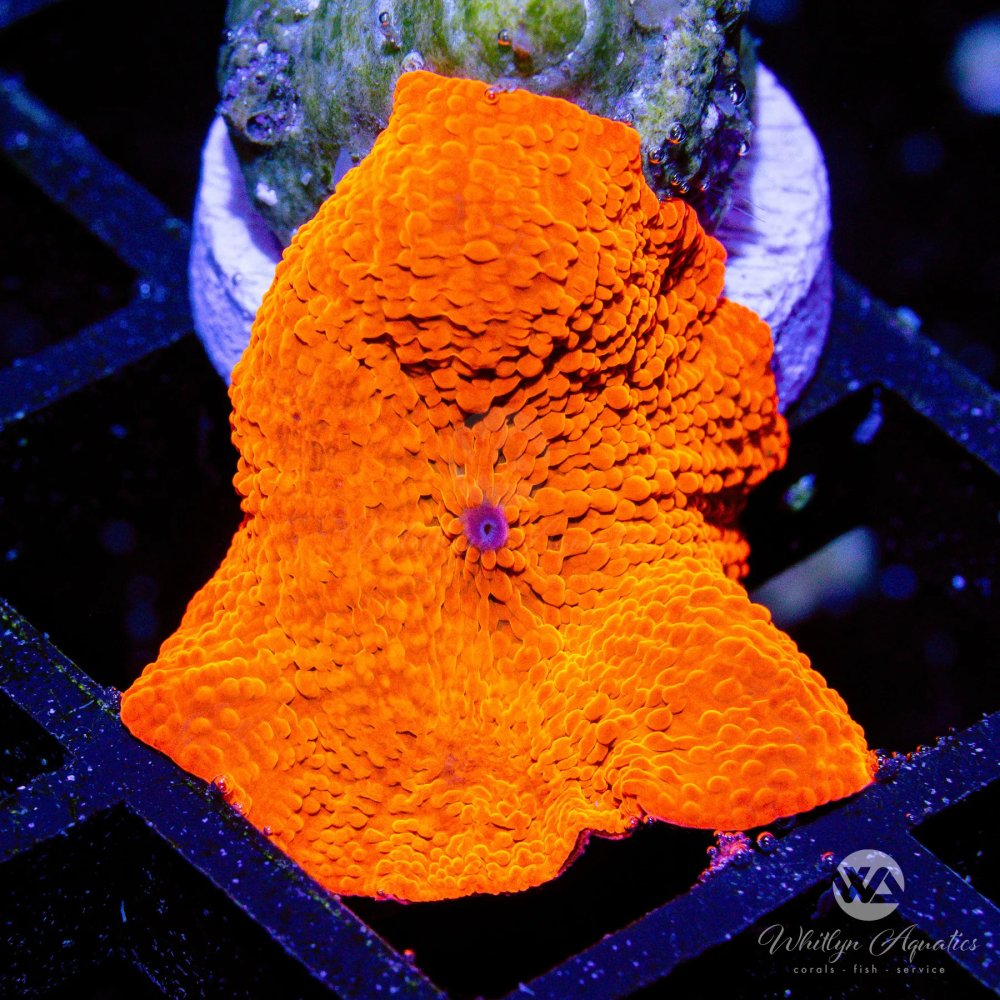 CoralAuction52_4f3239ef-5947-4f22-9a5b-baa75f4ceee4.jpg CoralAuction52_4f3239ef-5947-4f22-9a5b-baa75f4ceee4.jpg