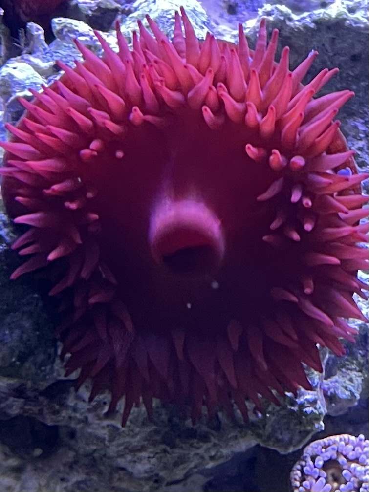 beadlet anemone.jpg beadlet anemone.jpg