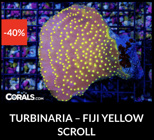 Screenshot 2025-12-28 at 9.50.58 AM.png