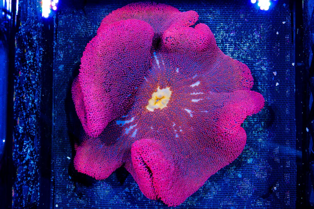 DSC04131.jpg