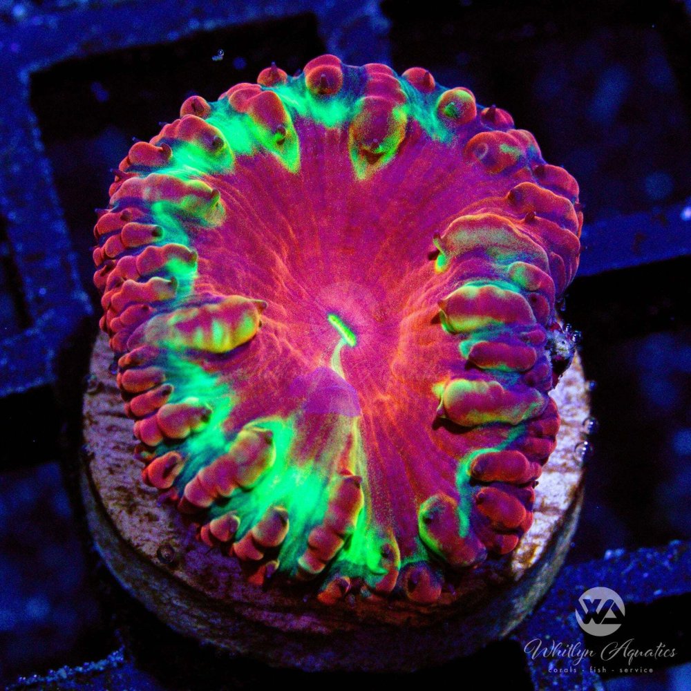 CoralAuction49_2ec6cb8a-4143-4ccc-b74d-f60e1b76ba10.jpg CoralAuction49_2ec6cb8a-4143-4ccc-b74d-f60e1b76ba10.jpg