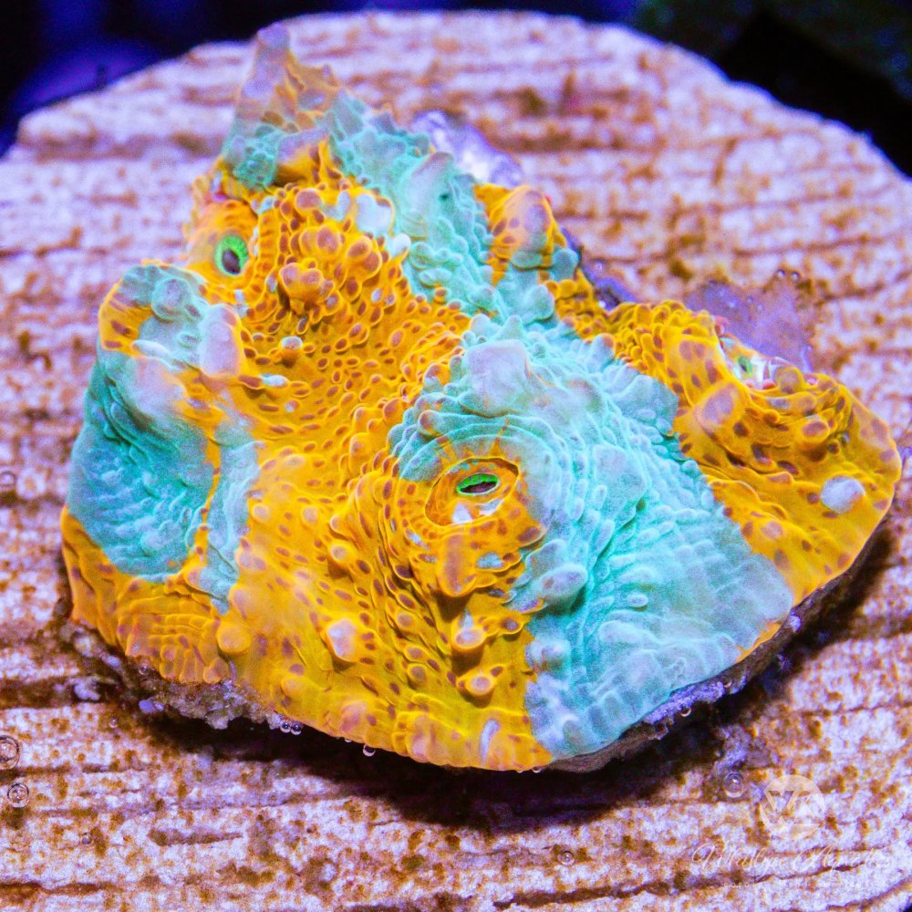 CoralAuction36_d6e1a3e1-fed8-4fb1-b41a-26a46c4e291b.jpg CoralAuction36_d6e1a3e1-fed8-4fb1-b41a-26a46c4e291b.jpg