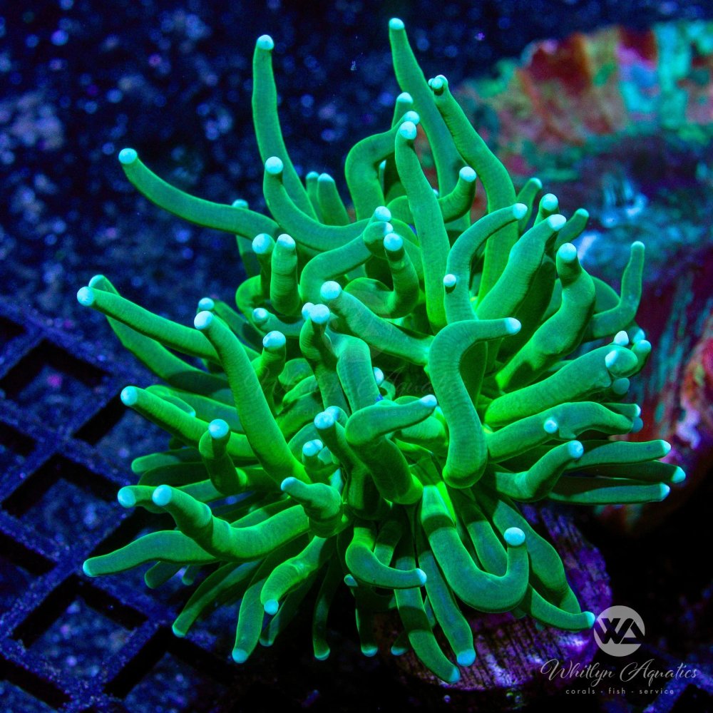 CoralAuction50_21f8ca1d-0213-4d27-bb75-096119bdd3d9.jpg CoralAuction50_21f8ca1d-0213-4d27-bb75-096119bdd3d9.jpg