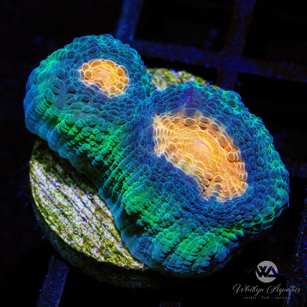 CoralAuction26_5637c06f-4a3b-4d6f-893e-48663aaed196.jpg