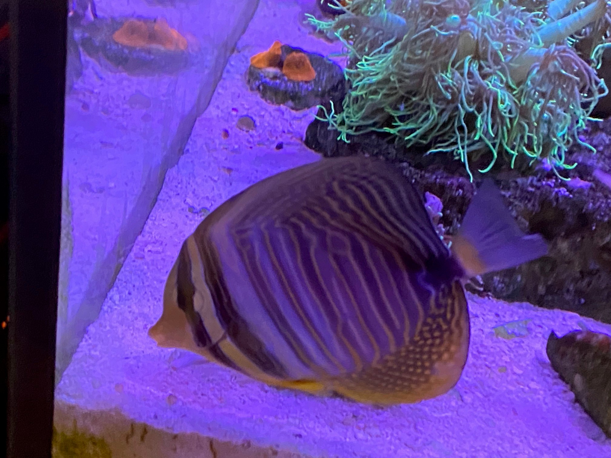 Sailfin 2.jpg