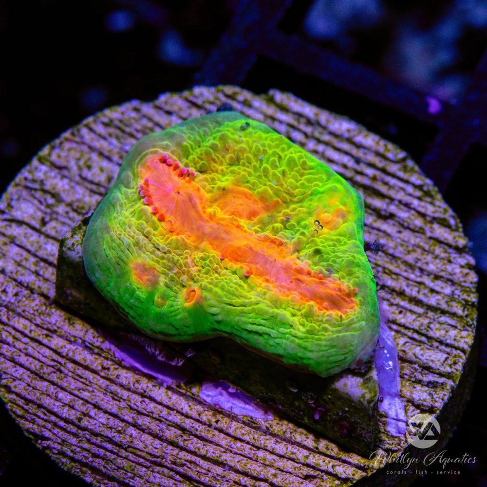 CoralAuction5_059cb342-b6e8-4fdb-aa2b-bad1ab73cde2.jpg CoralAuction5_059cb342-b6e8-4fdb-aa2b-bad1ab73cde2.jpg