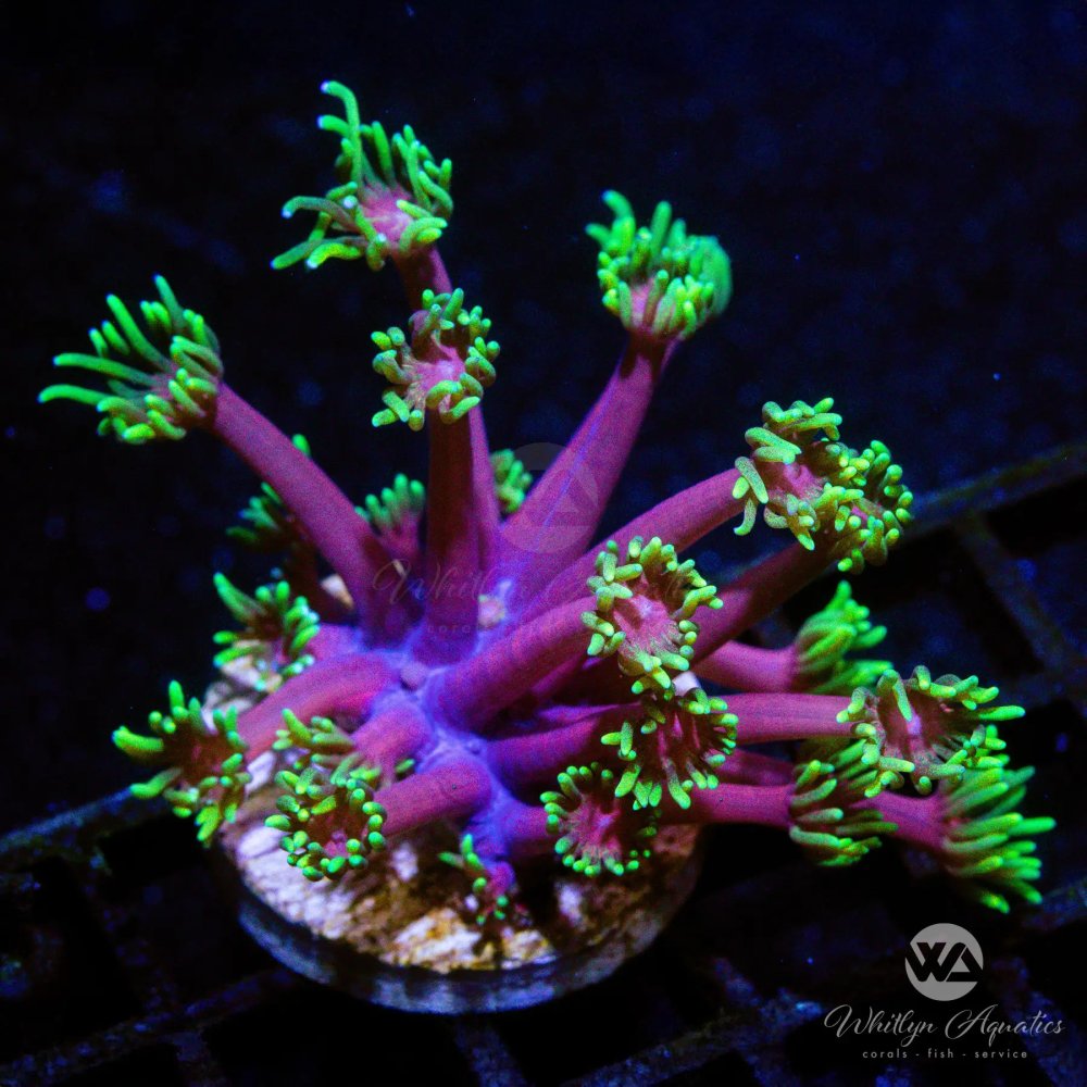 CoralAuction45_dc2ac410-068e-4d85-ba58-b5cc0e4bccbf.jpg CoralAuction45_dc2ac410-068e-4d85-ba58-b5cc0e4bccbf.jpg