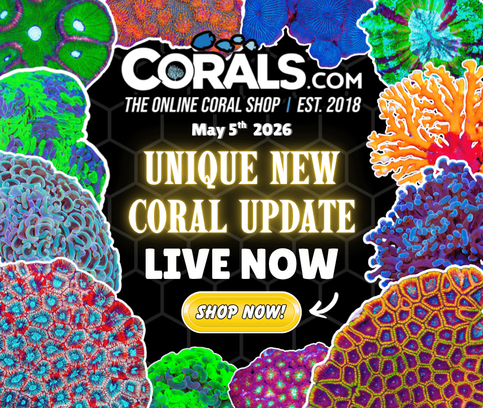 5.5 new coral.png