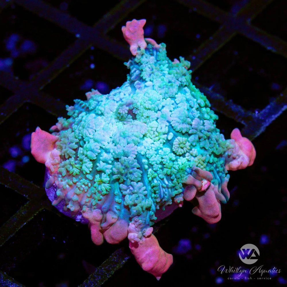 CoralAuction48_37cf2d58-2501-46a3-8702-febd38f101df.jpg CoralAuction48_37cf2d58-2501-46a3-8702-febd38f101df.jpg