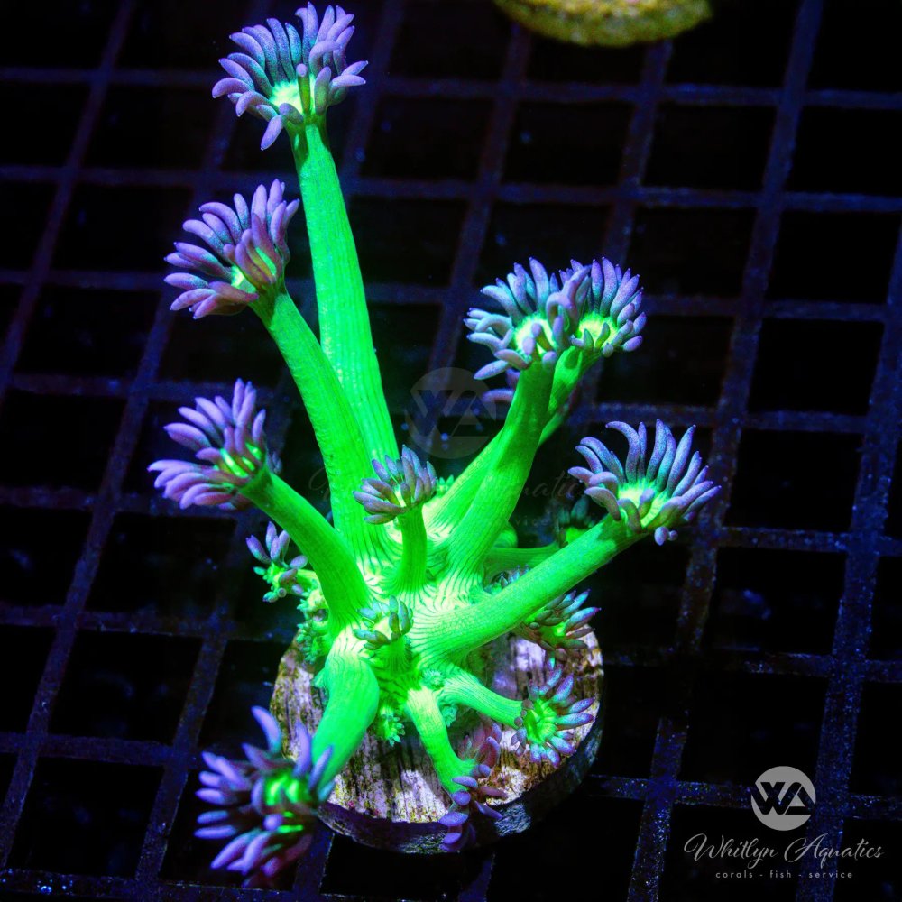 CoralAuction46_2d049a30-782e-48b3-ac0a-2ffa1c38a28c.jpg CoralAuction46_2d049a30-782e-48b3-ac0a-2ffa1c38a28c.jpg