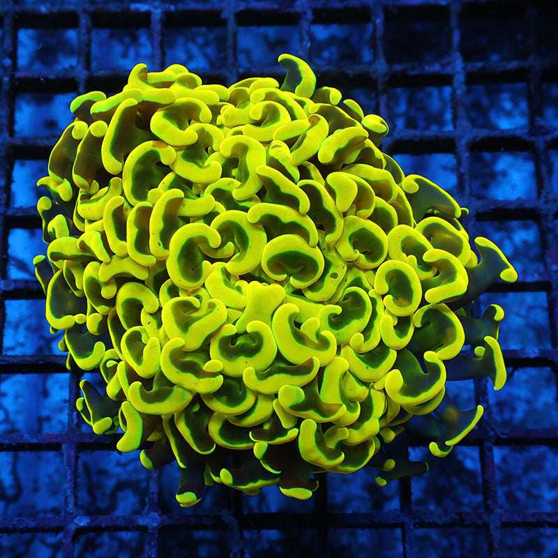 d-ls-053026-116.jpg