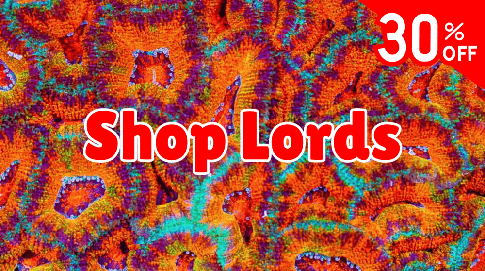 Shop lords.png