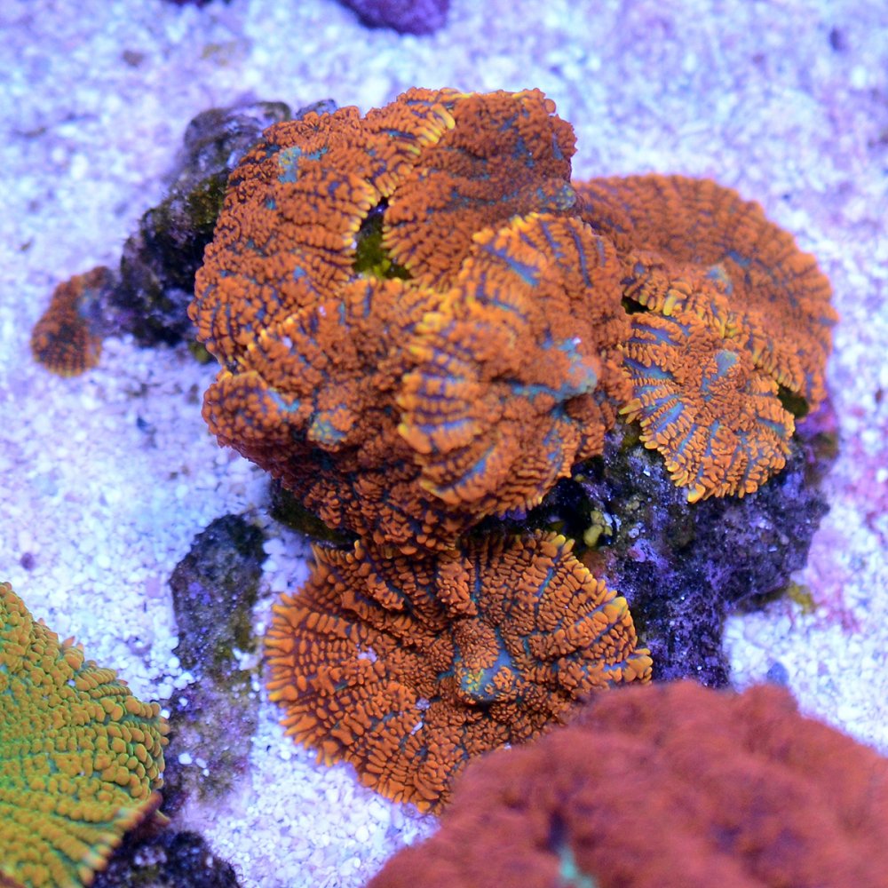 TT8_8547.JPG