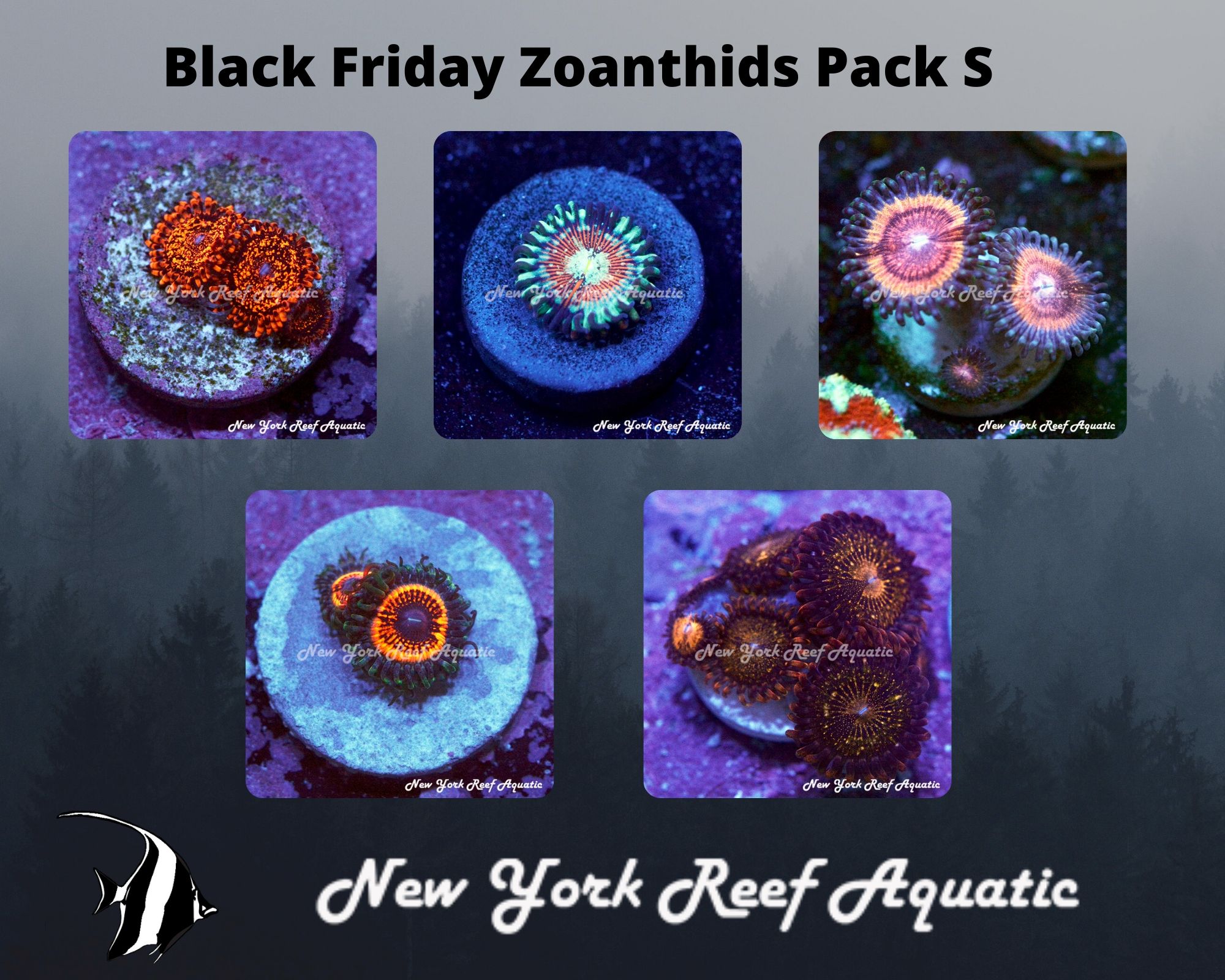 Zoanthids Pack S.jpg