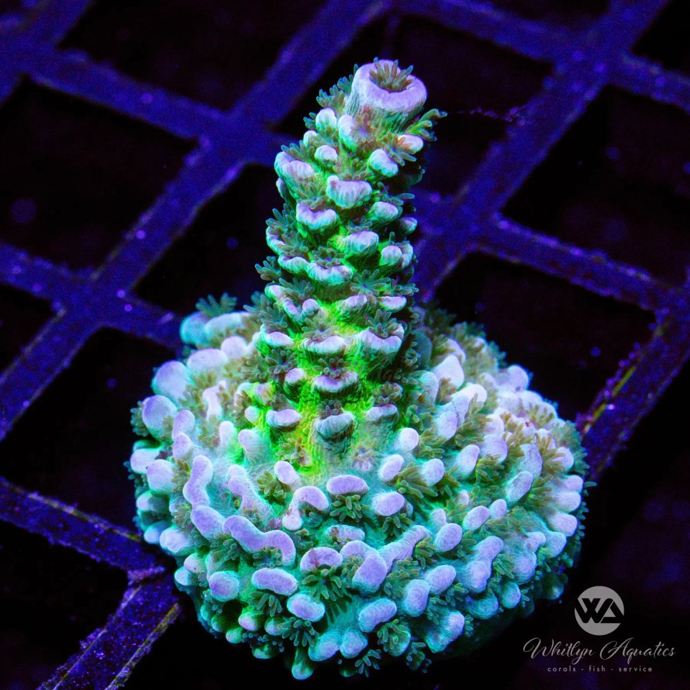 CoralAuction41_943ff371-d20b-447c-b1c9-7137f9fa3313.jpg CoralAuction41_943ff371-d20b-447c-b1c9-7137f9fa3313.jpg