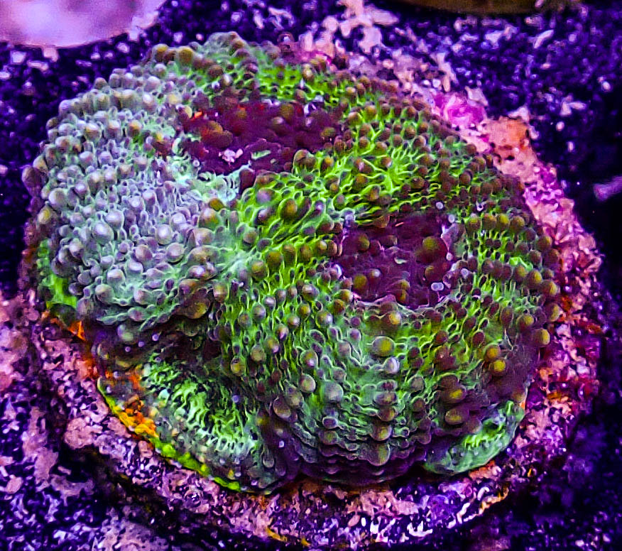 UC Tropicana Acan Echinata .JPG