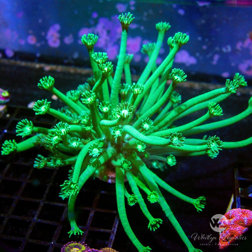 CoralAuction3_72d5c3cd-ace4-4861-bd66-43e1a7745063.jpg CoralAuction3_72d5c3cd-ace4-4861-bd66-43e1a7745063.jpg