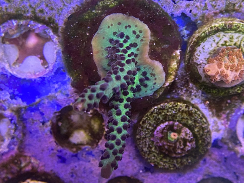 For Sale Dragon soul torch, glitter bomb Goni, chalices, sps frags