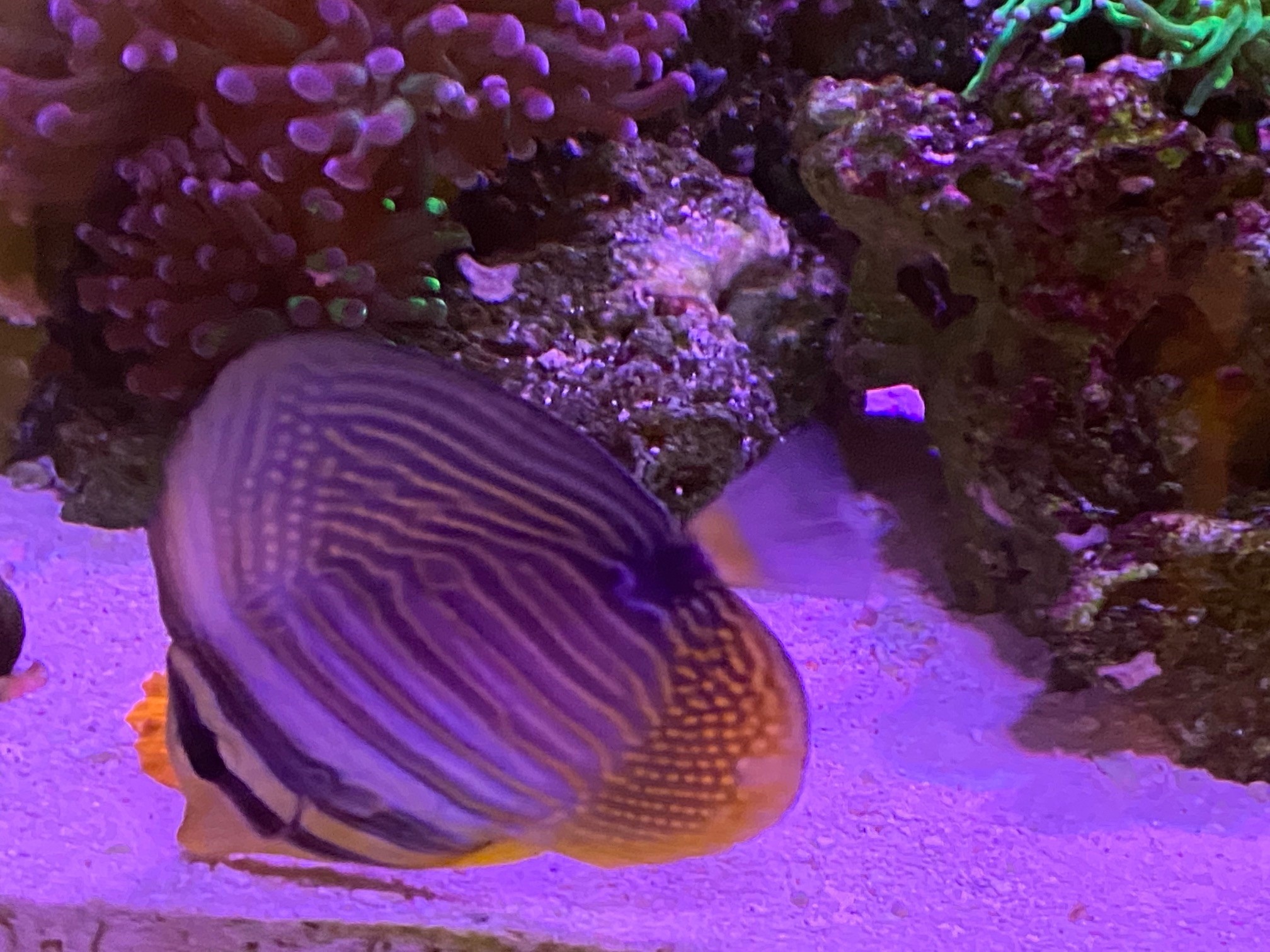 Sailfin 1.jpg