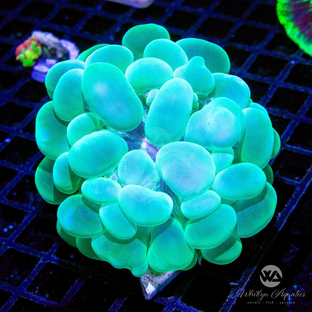 CoralAuction52_2cc21577-335e-4474-a8f3-bda2475e8931.jpg CoralAuction52_2cc21577-335e-4474-a8f3-bda2475e8931.jpg