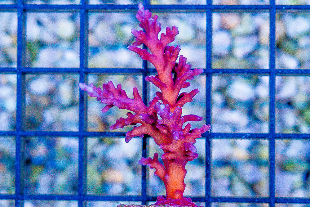 DSC06121.jpg