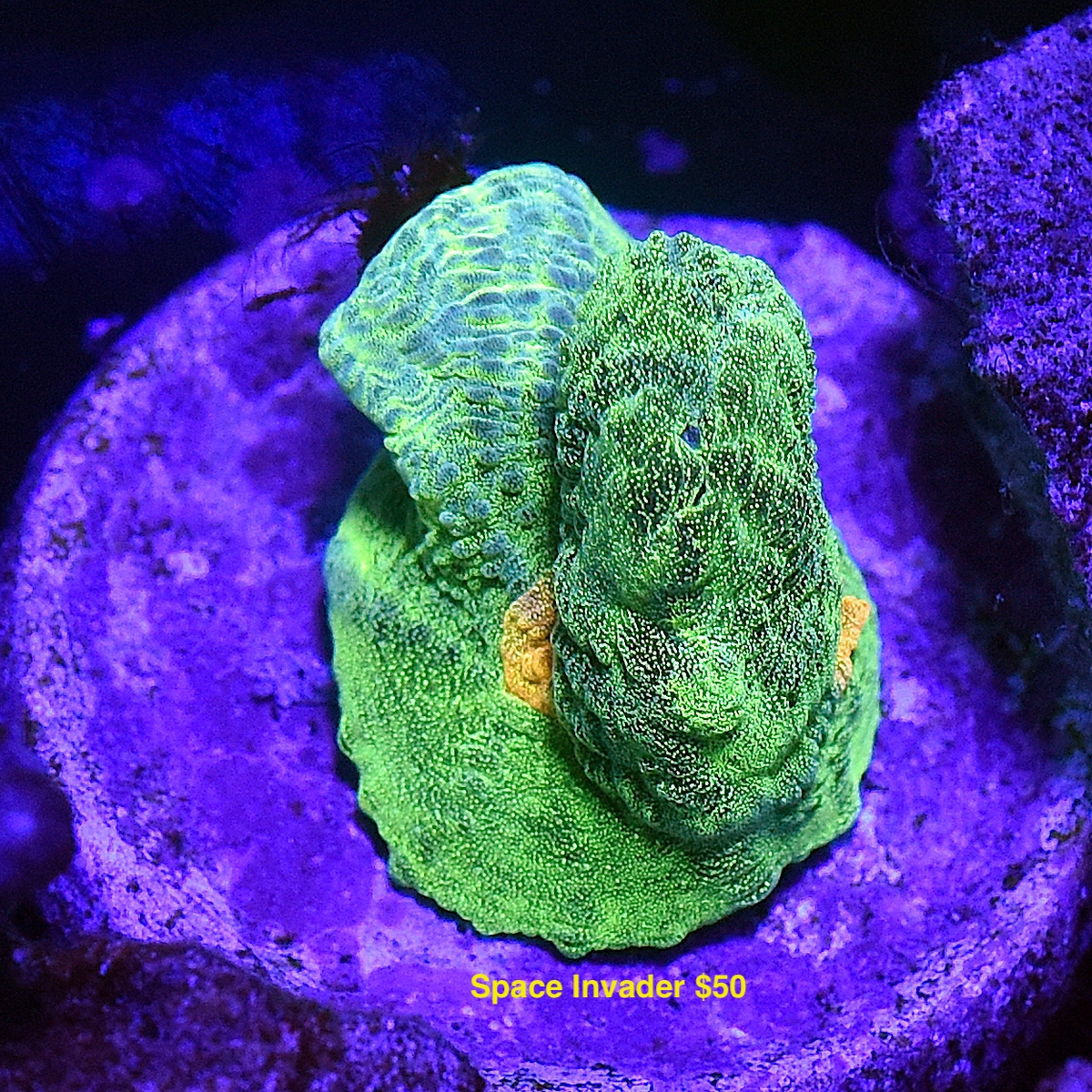 DSC_5264.JPG