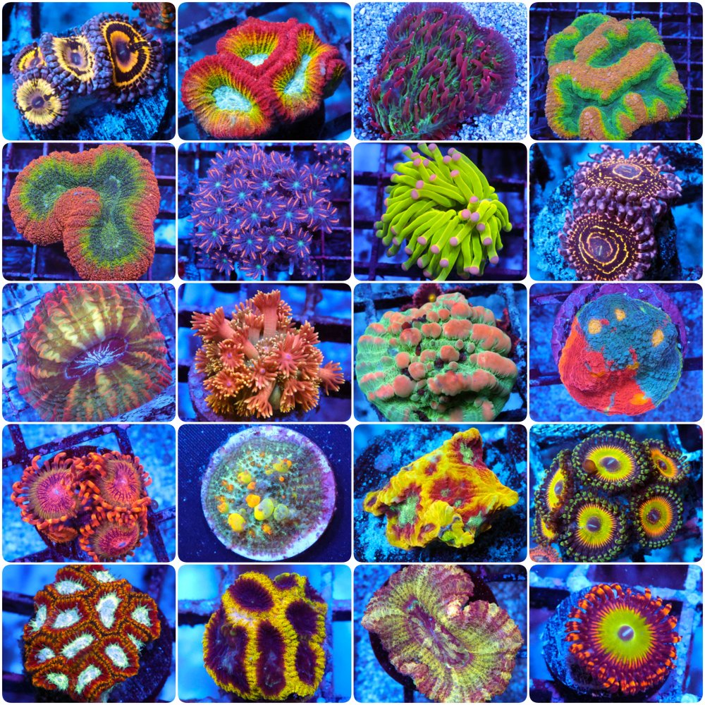 incollage_save 82.JPG