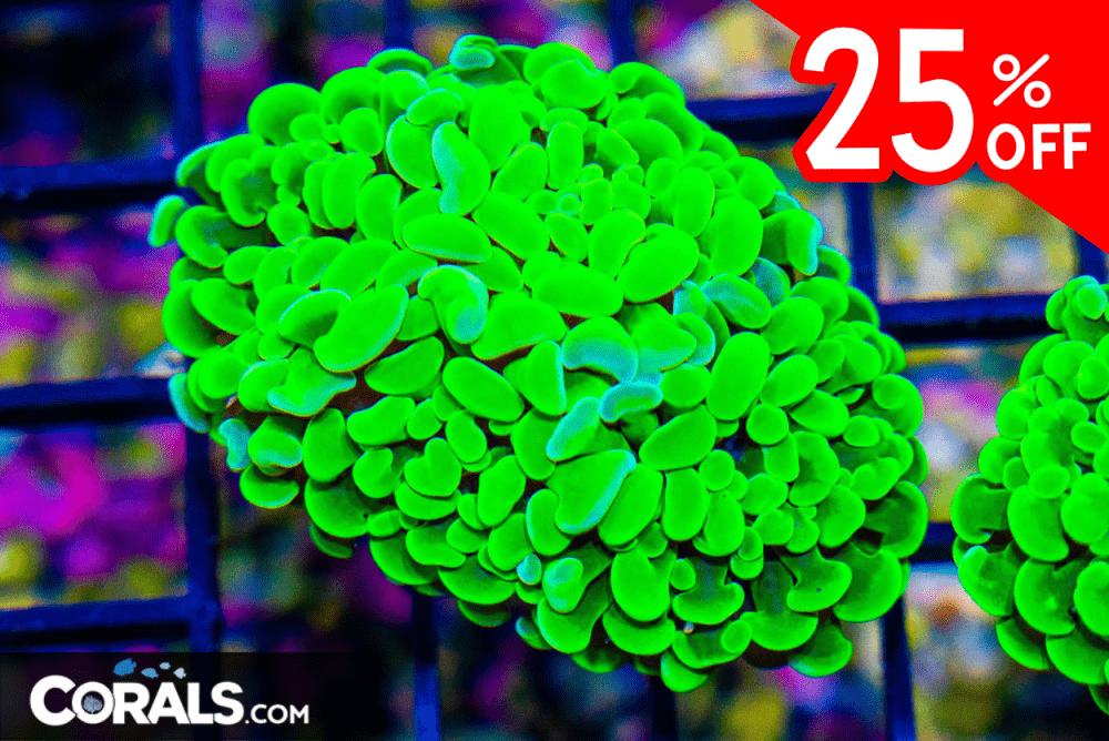 Untitled design(29).png
