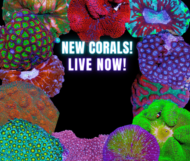 Copy of New Corals 2.26 (650 x 550 px).png Copy of New Corals 2.26 (650 x 550 px).png