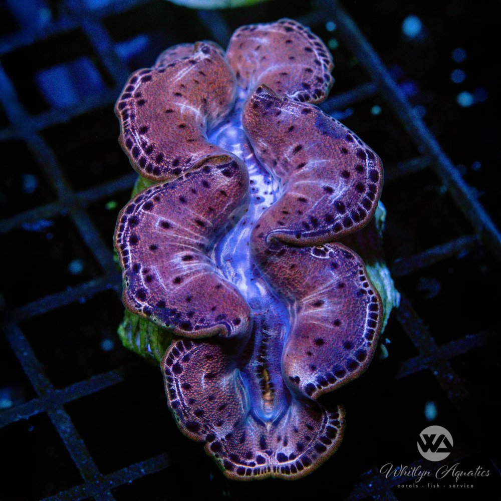 CoralAuction37_ae278e04-f964-4f0c-a215-67cafca80b0f.jpg CoralAuction37_ae278e04-f964-4f0c-a215-67cafca80b0f.jpg
