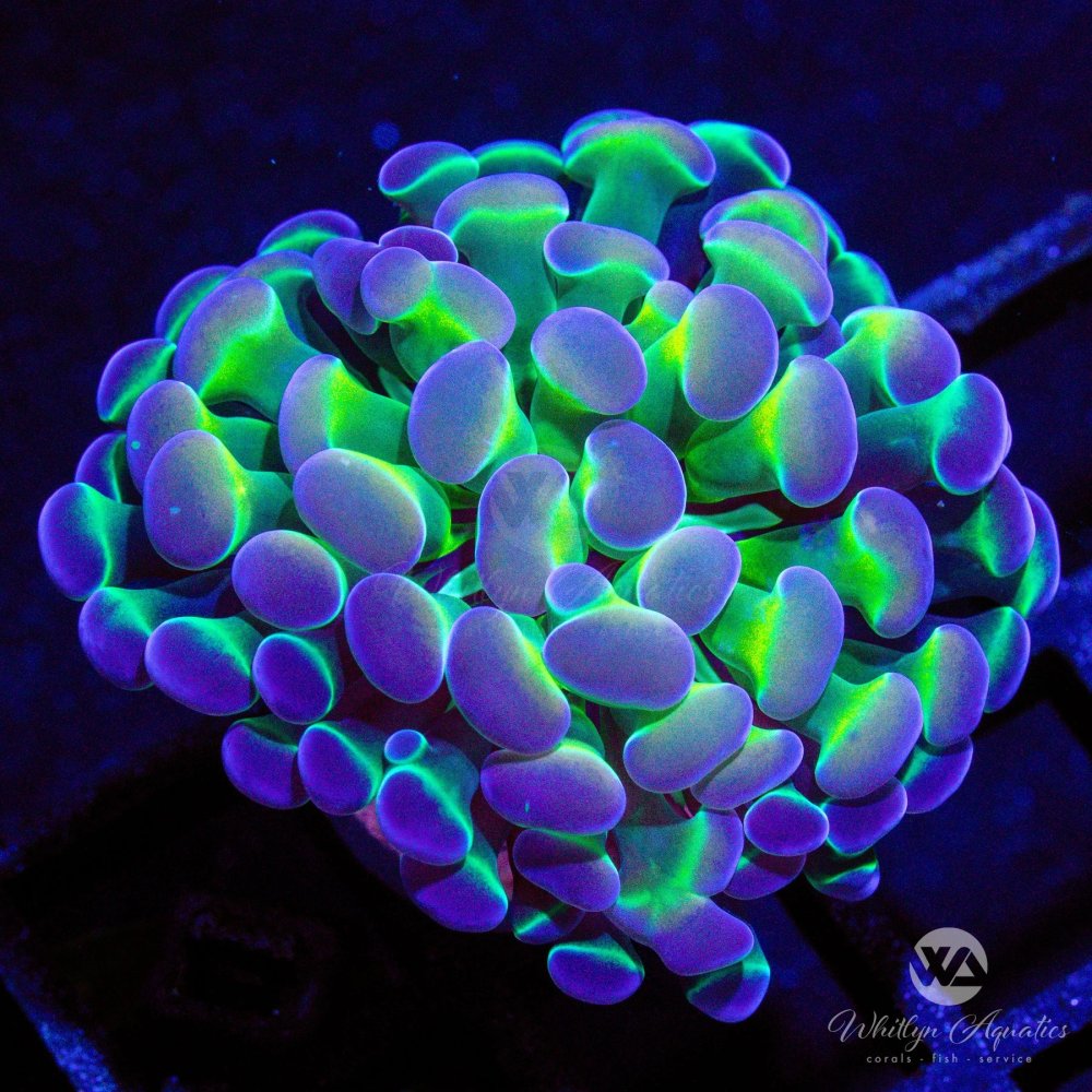 CoralAuction43_ccb40f90-29b6-4137-bac4-5e14970f43fe.jpg CoralAuction43_ccb40f90-29b6-4137-bac4-5e14970f43fe.jpg