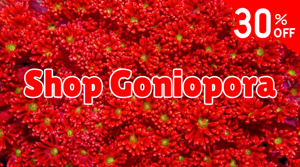 Shop goni.png