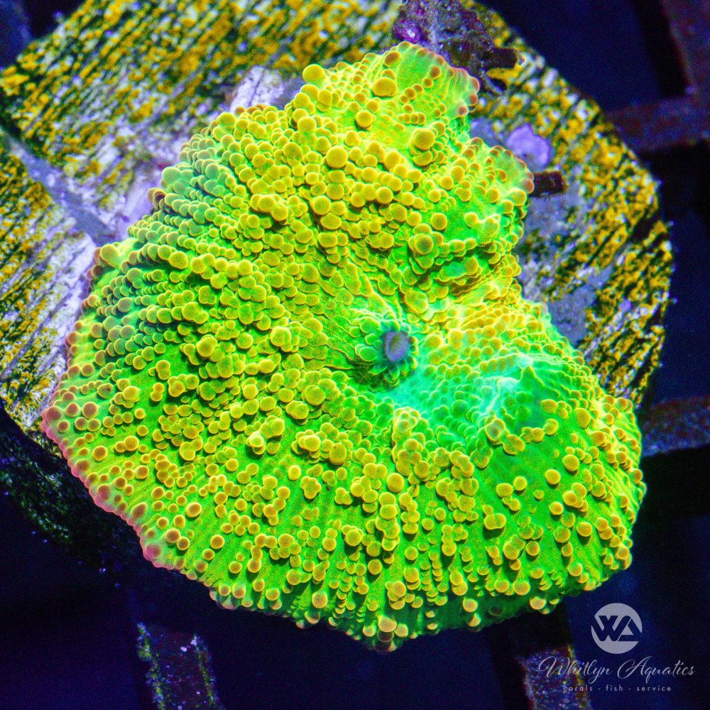 CoralAuction37_b4bd555b-8c7f-4f90-8bc3-263db38ac03e.jpg