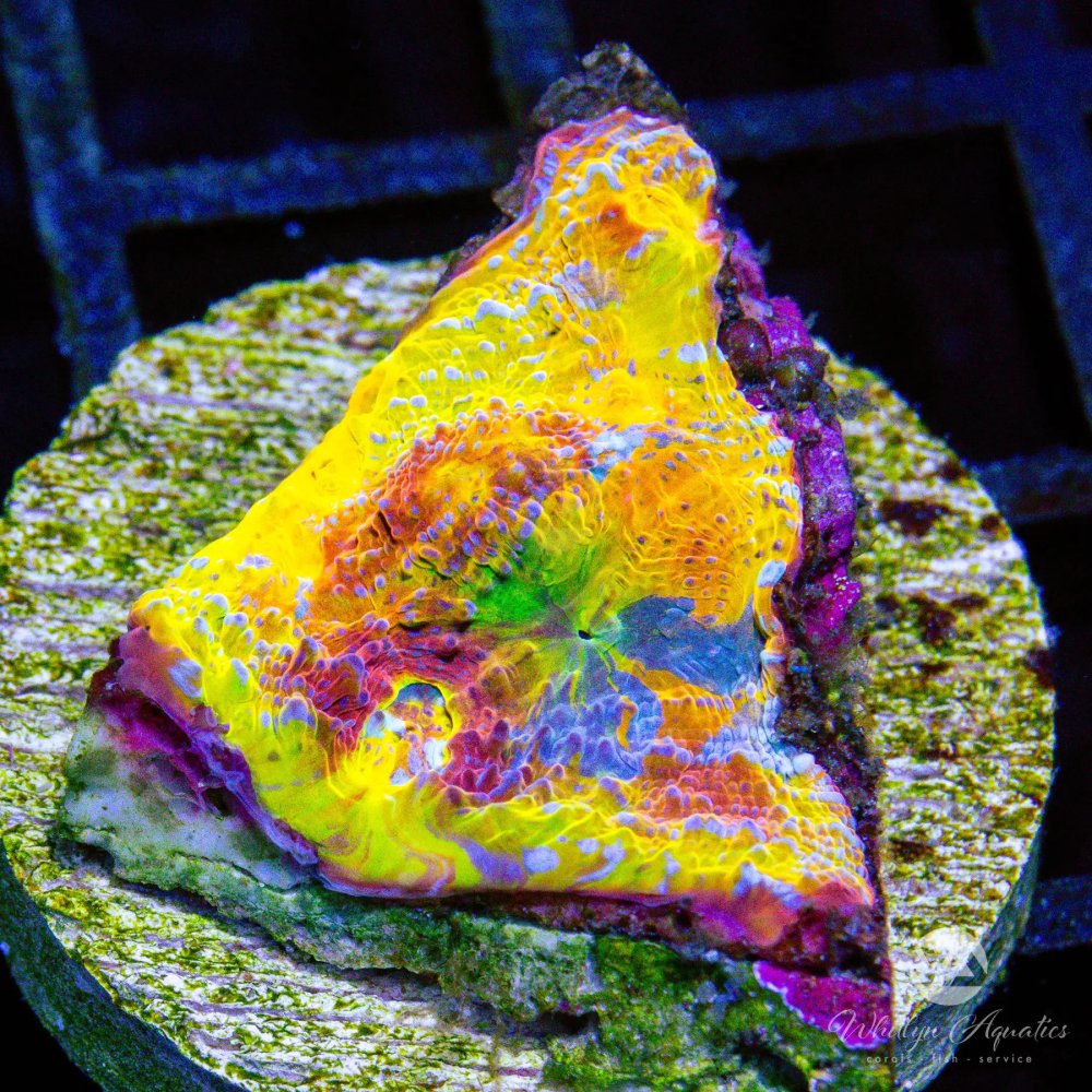 CoralAuction30_049c5665-4a70-425a-8669-802a2d4bd74a.jpg CoralAuction30_049c5665-4a70-425a-8669-802a2d4bd74a.jpg