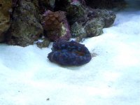 Crocea clam.jpg