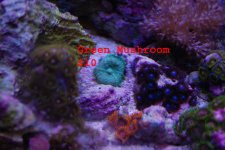 mushroom_2.jpg