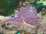 closed coral.jpg