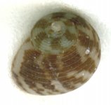 mystery snail.jpg