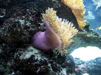 H.magnifica 002.jpg