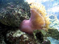 H.magnifica 004.jpg